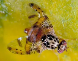 Mediterranean fruit fly, Ceratitis capitata. (UC ANR Photo by Jack Kelly Clark)