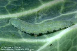 Larva of the cabbage white butterfly. (Photo by Jack Kelly Clark, UC IPM)