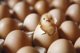 babychickegg