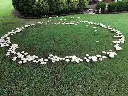 2022Q4 Feat3 mushrooms01