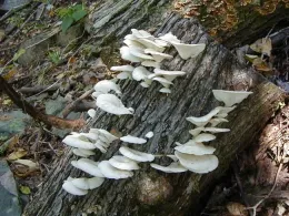 2022Q4 Feat3 mushrooms02