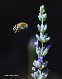 Anthophora urbana in flight. (Photo by Kathy Keatley Garvey)