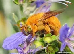 This is a male Valley carpenter bee, Xylocopa sonorina, which Robbin Thorp called