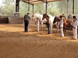 4-H Horse Camp