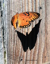 A shadow follows a Gulf Fritillary. (Photo by Kathy Keatley Garvey)
