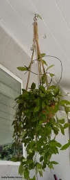 The hanging pot of porcelain flowers. A female praying mantis is on the ceiling. (Photo by Kathy Keatley Garvey)