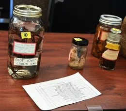 The Nematode Collection draws hundreds of visitors at the annual UC Davis Biodiversity Museum Day. Nematodes and specimens will be shown in the Katherine Esau Science Hall from 10 a.m. to 2 p.m., Feb. 10. (Photo by Kathy Keatley Garvey)