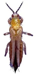 Western flower thrips. (Photo by Jack Kelly Clark)