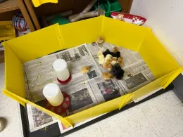 4-H Embryology
