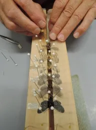 Close-up of wing spreading. (Photo by Kathy Keatley Garvey)