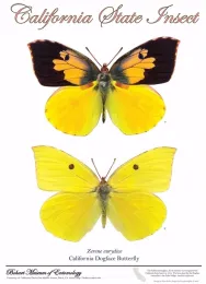 Poster of the California dogface butterfly, the work of Fran Keller and Greg Kareofelas