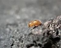 invasive shot hole borer