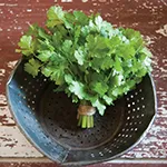 Cilantro_Cruiser_Johnny_s Selected Seeds johnnyseed_com