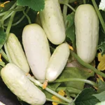 Cucumber_Salt and Pepper_Johnny's Selected Seeds, johnnyseed_com