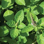 Herb_Basil_Kapoor Tulsi_Johnny_s Selected Seeds johnnyseed_com