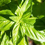 Herb_Basil_Large Leaf_Nufar_UCMG of CCC