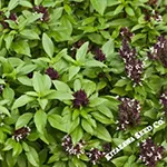 Herb_Basil_Siam Queen Thai_trueleafmarket