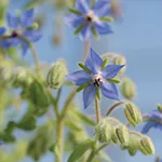 Herb_Borage_Johnny_s Selected Seeds johnnyseed_com