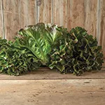 Lettuce_Purple Fusion_Johnny_s Selected Seeds johnnyseed_com