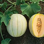 Melon_Halona_Johnny_s Selected Seeds johnnyseed_com