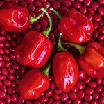 Pepper_Hot_Red Savina_Baker Creek Heirloom Seeds rareseeds_com
