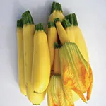 Squash_Summer_Cube of Butter_Territorial Seed Company