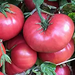 Tomato_Beefsteak_Dwarf Rosella Crimson_tomatofest_com