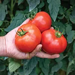 Tomato_Slicer_Celebrity Plus_Johnny's Selected Seeds, johnnyseeds.com