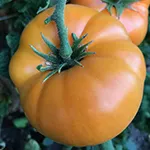 Tomato_Slicer_Dwarf Blazing Beauty_tomatofest_com