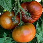 Tomato_Slicer_Dwarf Tasmanian Chocolate_tomatofest_com