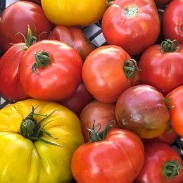 Colorful tomatoes