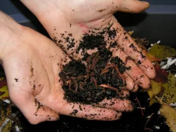 worms_in_hand_small