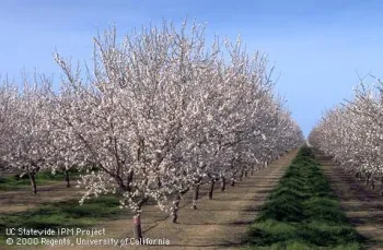 almond3