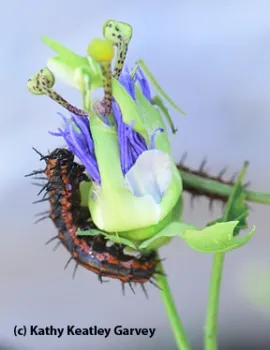 bugsquad9898