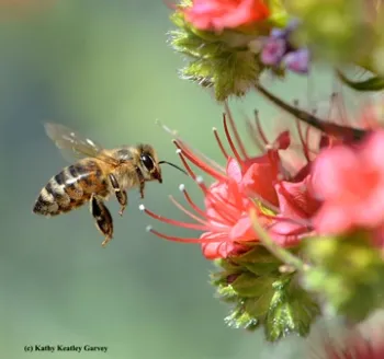 Honey bee heading toward a tower of jewels, Echium wildpretii. (Photo by Kathy Keatley Garvey)