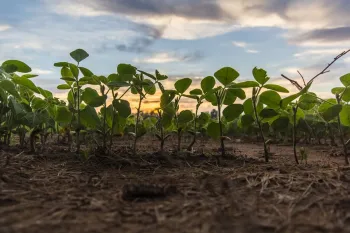 soil and clover