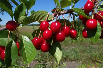UCANR_Cherries