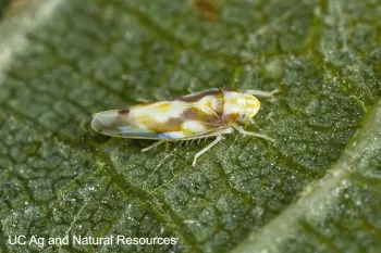 Leafhopper (click to enlarge)