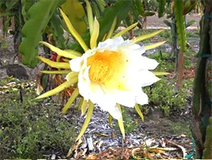 delight-plant-lrg