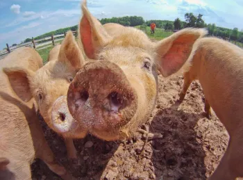 pigcute