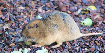 Pocket Gopher_sm