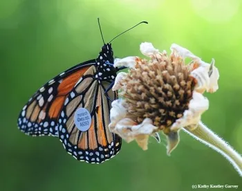 This WSU-tagged monarch traveled from Ashland, Ore., to Vacaville, Calif., a distance of 285 miles in seven days, arriving in Vacaville on Sept. 5, 2016. (Photo by Kathy Keatley Garvey)