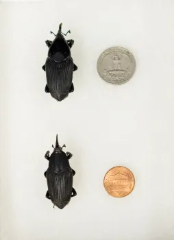 Adult SAPW with coins
