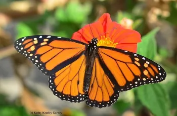 A male monarch butterfly nectaring on Mexican sunflower, Tithonia rotundifola. (Photo by Kathy Keatley Garvey)