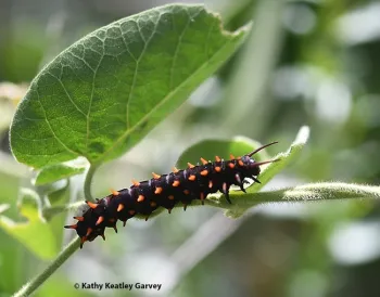 A larva of the pipevine swallowtail, Battus philenor. (Photo by Kathy Keatley Garvey)