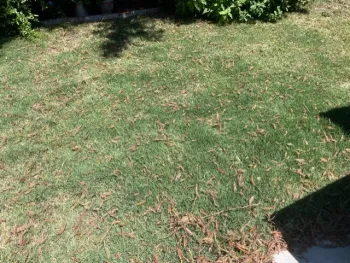 Dried debris