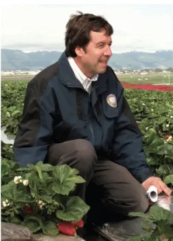 Entomologist Frank Zalom in a strawberry field. (Photo by Ed Show, 2015)