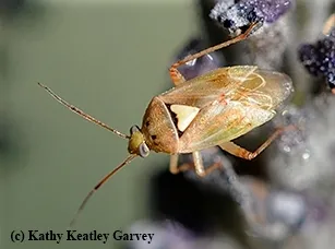 The lygus bug is a major agricultural pest. (Photo by Kathy Keatley Garvey)
