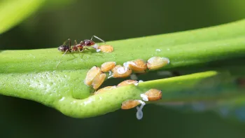 Argentine ant