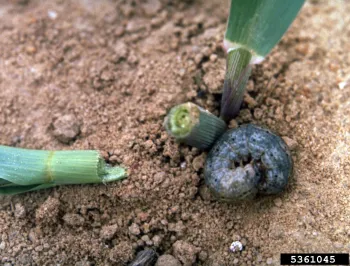 Cutworm